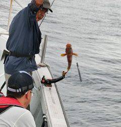 第二清洋丸 釣果