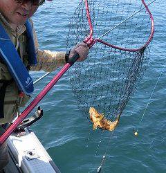 第二清洋丸 釣果