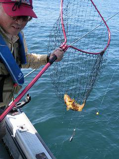 第二清洋丸 釣果