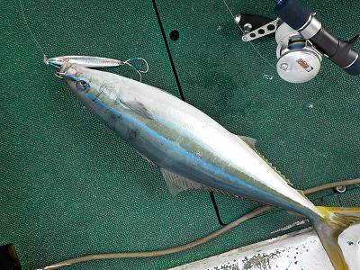 明日丸 釣果