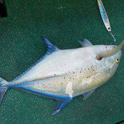 明日丸 釣果