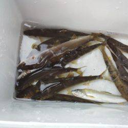 安倍川・藁科川(安倍藁科川漁業協同組合) 釣果