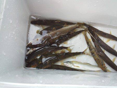 安倍川・藁科川（安倍藁科川漁業協同組合） …