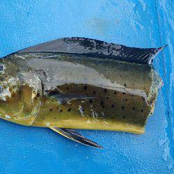 沖縄の釣船クレーンズ・鶴丸 釣果