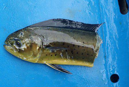 沖縄の釣船クレーンズ・鶴丸 釣果