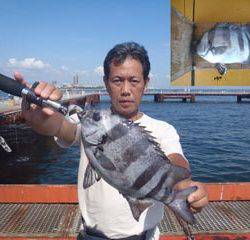 神戸市立須磨海づり公園　イシダイ　記録賞！