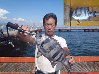 神戸市立須磨海づり公園　イシダイ　記録賞！…