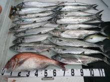 オーシャンスター(Ocean Star) …