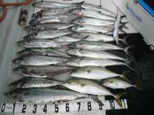 オーシャンスター(Ocean Star) …