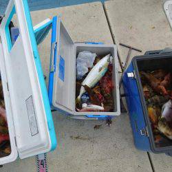 リトルワン 釣果