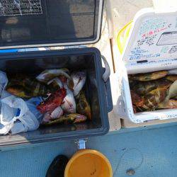 リトルワン 釣果