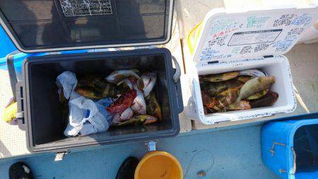 リトルワン 釣果