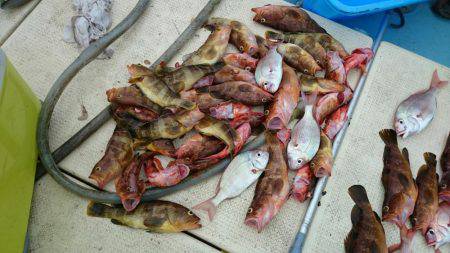 リトルワン 釣果