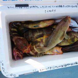 リトルワン 釣果