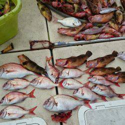 リトルワン 釣果