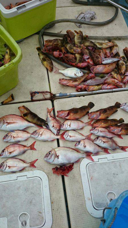 リトルワン 釣果