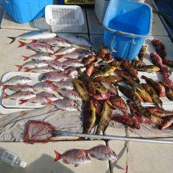 リトルワン 釣果