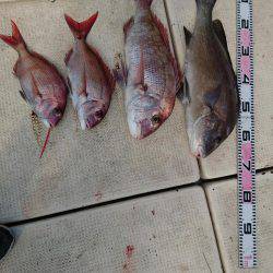 リトルワン 釣果