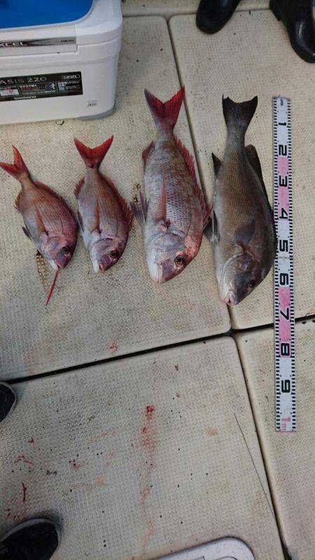 リトルワン 釣果