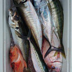 シードリーム 釣果