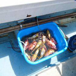 リトルワン 釣果