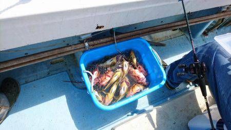 リトルワン 釣果