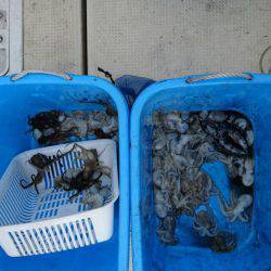 リトルワン 釣果