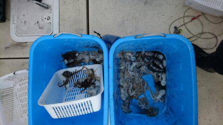 リトルワン 釣果