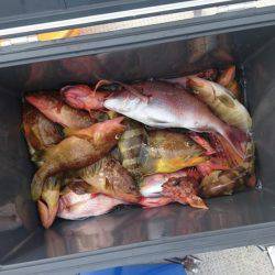 リトルワン 釣果