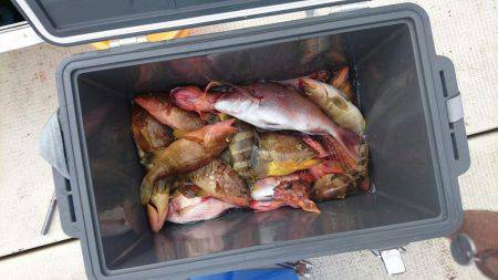 リトルワン 釣果