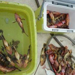 リトルワン 釣果