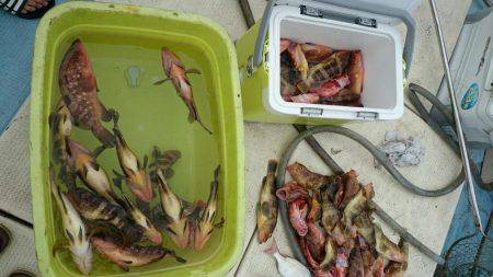 リトルワン 釣果