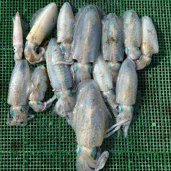 シードリーム 釣果