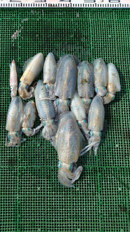 シードリーム 釣果