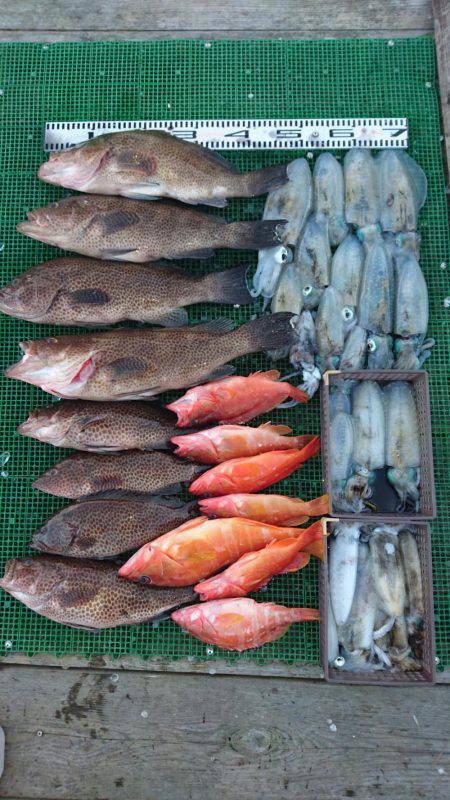 シードリーム 釣果