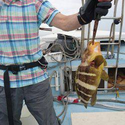 リトルワン 釣果