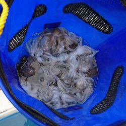 リトルワン 釣果