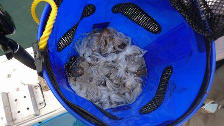 リトルワン 釣果