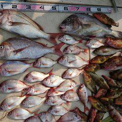 リトルワン 釣果