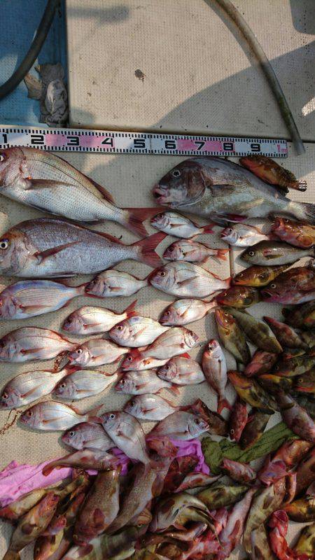 リトルワン 釣果