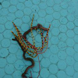 シードリーム 釣果