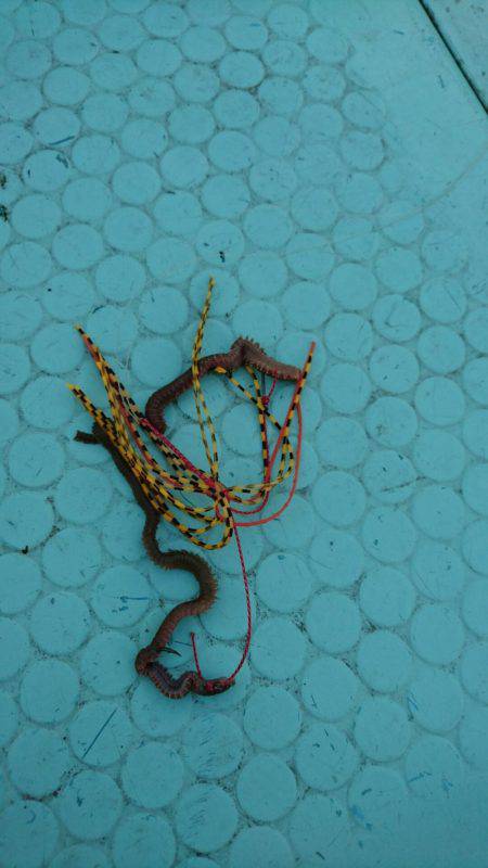 シードリーム 釣果