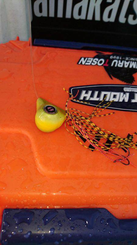 シードリーム 釣果