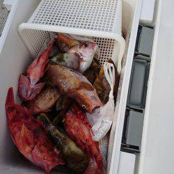 リトルワン 釣果