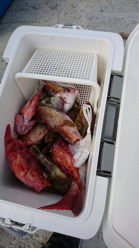 リトルワン 釣果