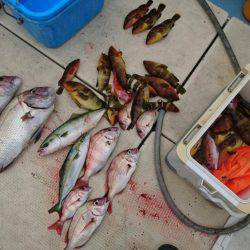 リトルワン 釣果