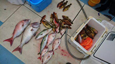 リトルワン 釣果