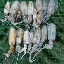 シードリーム 釣果