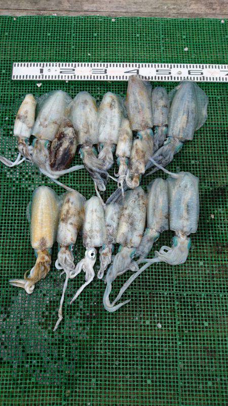 シードリーム 釣果