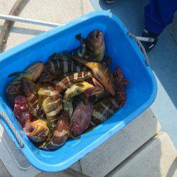 リトルワン 釣果